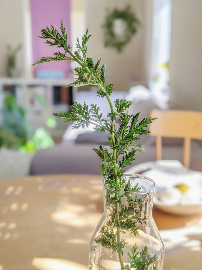 Fresh herb sprig in a glass carafe